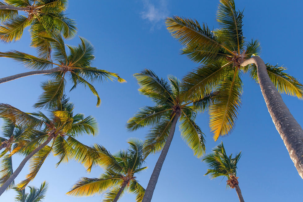 Palm Beach SFH .jpg